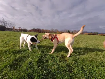 Behawiorysta - Calma Katarzyna Staszyńska - konsultacje: pies, kot